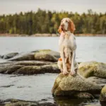 7 raças de cachorro italianas e suas principais características 