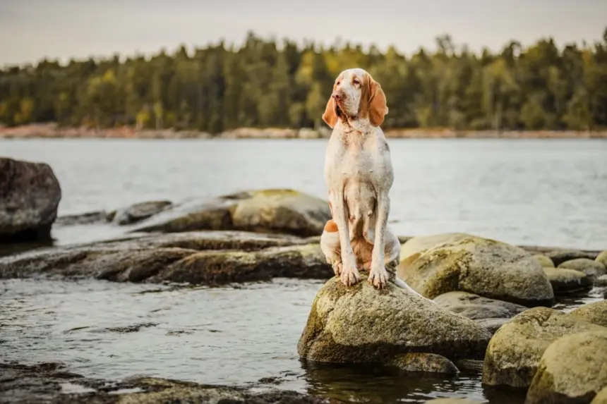 7 raças de cachorro italianas e suas principais características 7 raças de cachorro italianas e suas principais características