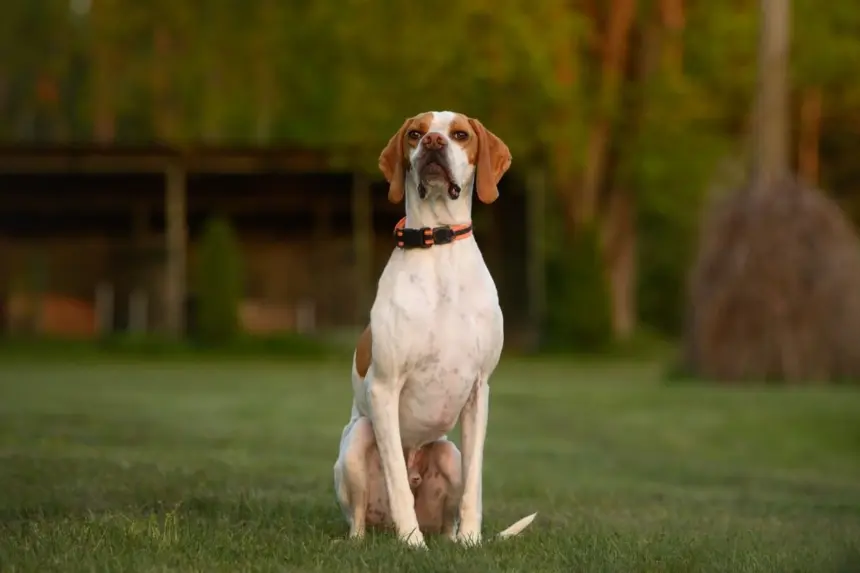 4 características do cachorro da raça pointer inglês 4 características do cachorro da raça pointer inglês