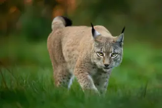 Lince: conheça esse felino com comportamentos surpreendentes 