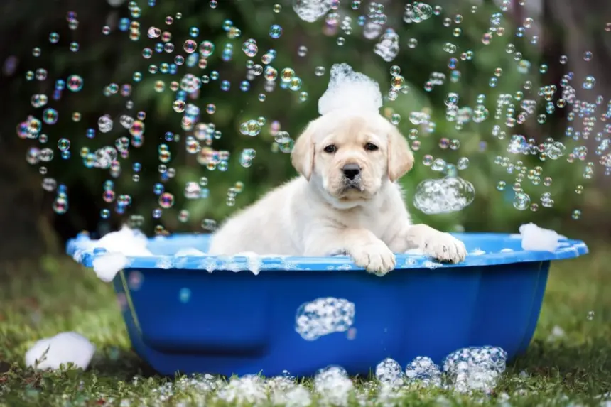 10 cuidados importantes no primeiro banho do cachorro filhote 10 cuidados importantes no primeiro banho do cachorro filhote