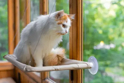 Seu gato é distraído? Veja 10 nomes perfeitos para ele