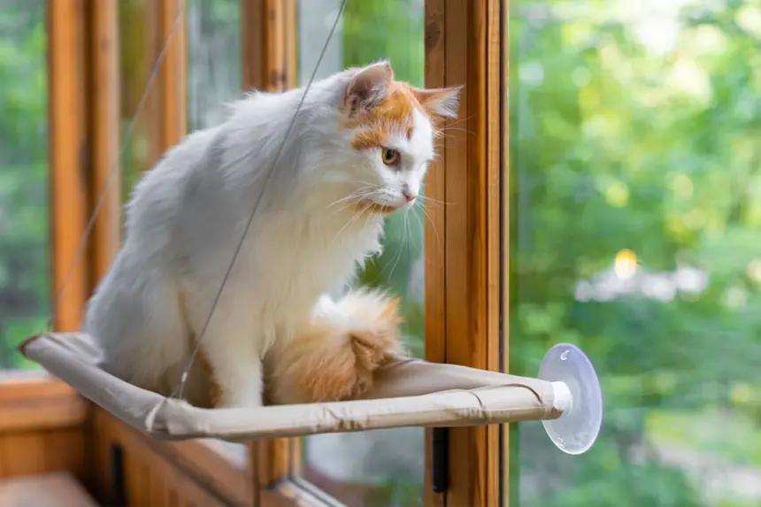 Seu gato é distraído? Veja 10 nomes perfeitos para ele Seu gato é distraído? Veja 10 nomes perfeitos para ele