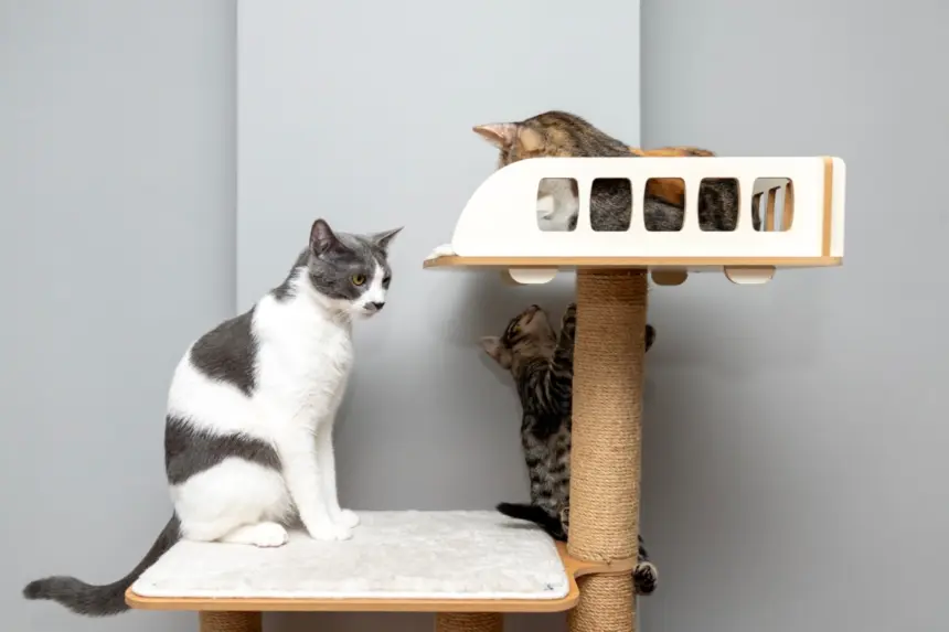 Como enriquecer o ambiente do seu gato: 6 ideias que ele vai adorar Como enriquecer o ambiente do seu gato: 6 ideias que ele vai adorar