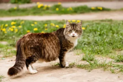 Gestação de gata: confira cada etapa e os cuidados necessários 