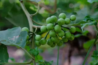 6 benefícios da planta jurubeba para a saúde