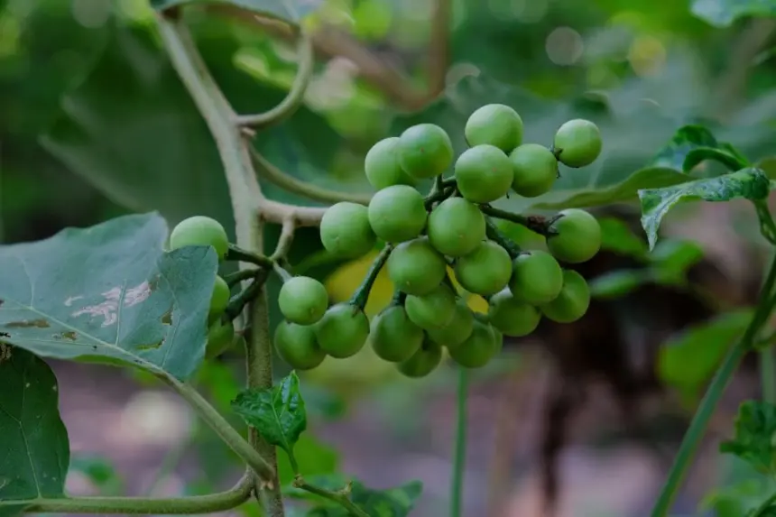 6 benefícios da planta jurubeba para a saúde 6 benefícios da planta jurubeba para a saúde