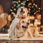 10 dicas para incluir o pet nas celebrações de Natal em família 