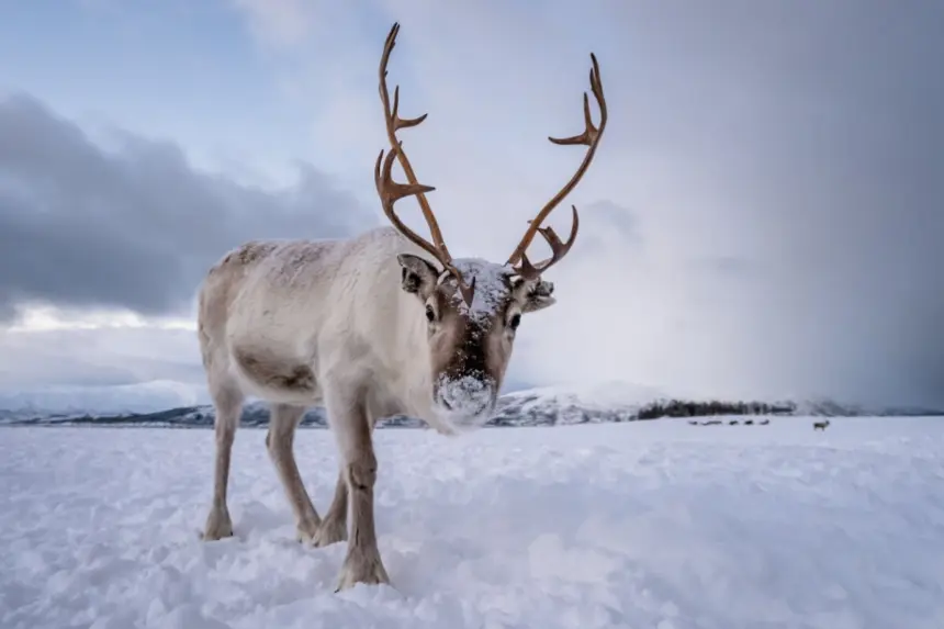 Símbolo de Natal: 7 curiosidades incríveis sobre as renas Símbolo de Natal: 7 curiosidades incríveis sobre as renas