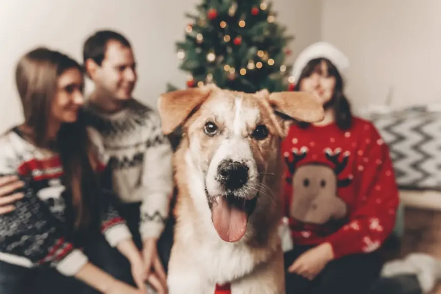 8 dicas para preparar o pet para receber visitas no Natal 8 dicas para preparar o pet para receber visitas no Natal