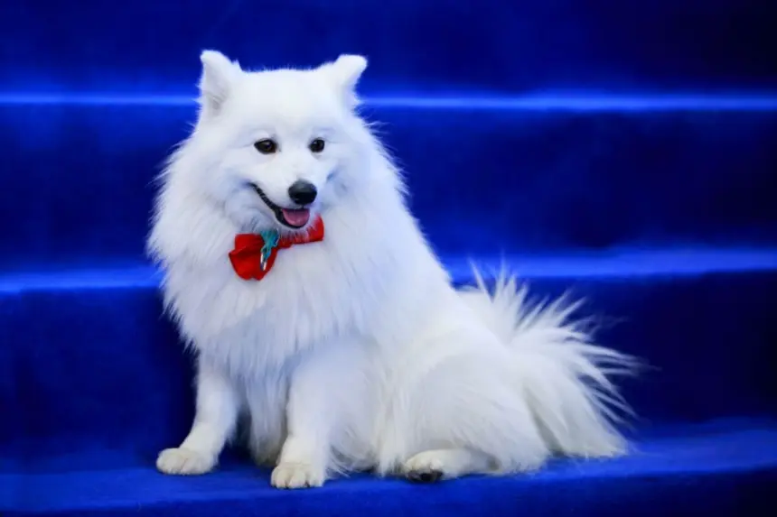 4 características do cachorro da raça volpino italiano 4 características do cachorro da raça volpino italiano