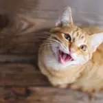 Seu gato gosta de miar? Confira 10 nomes que combinam com ele