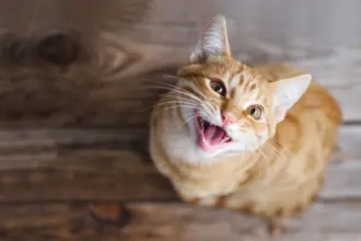 Seu gato gosta de miar? Confira 10 nomes que combinam com ele