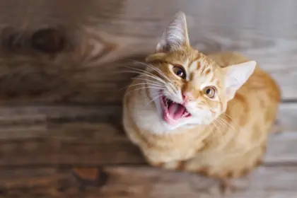 Seu gato gosta de miar? Confira 10 nomes que combinam com ele