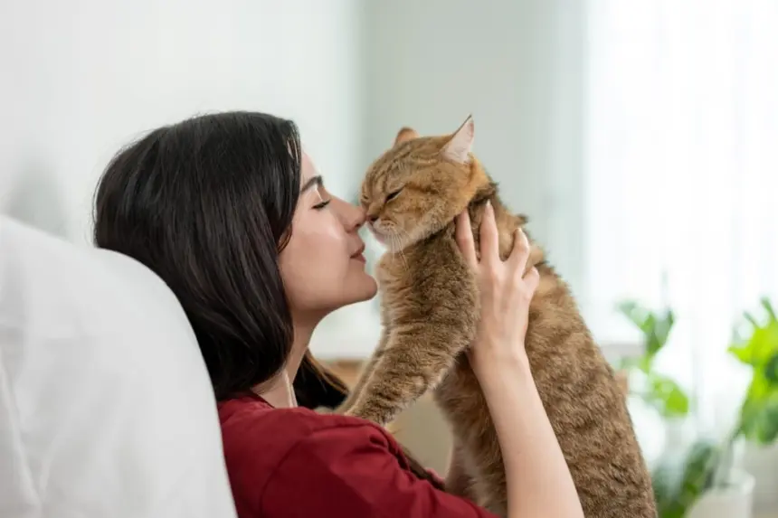 7 dicas para tornar o gato mais sociável 7 dicas para tornar o gato mais sociável
