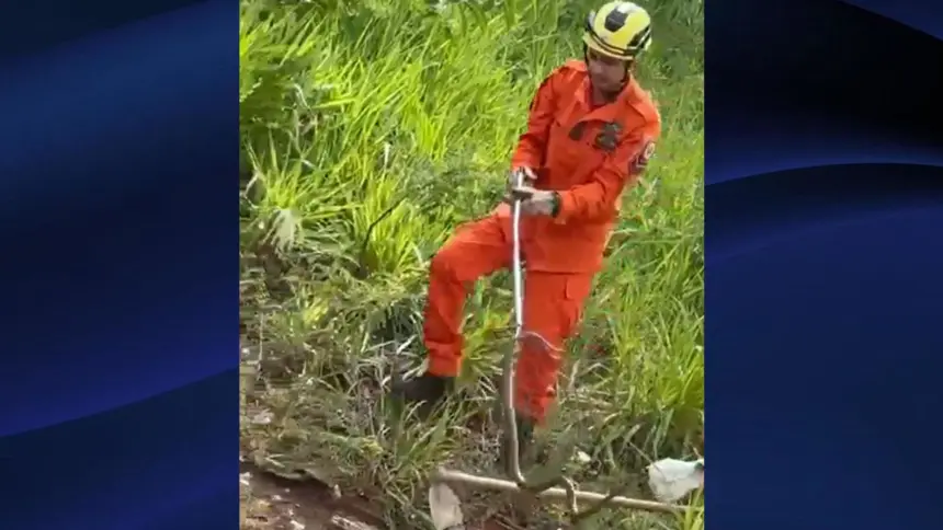 Bombeiros capturam cobra-cipó no Residencal Jardim do Cerrado Bombeiros capturam cobra-cipó no Residencal Jardim do Cerrado