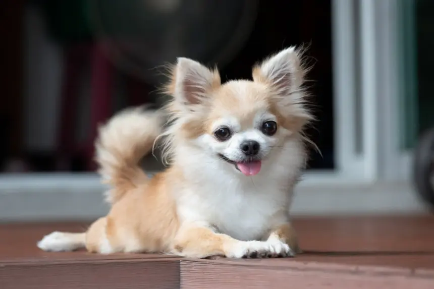7 curiosidades sobre os cachorros de pequeno porte 7 curiosidades sobre os cachorros de pequeno porte
