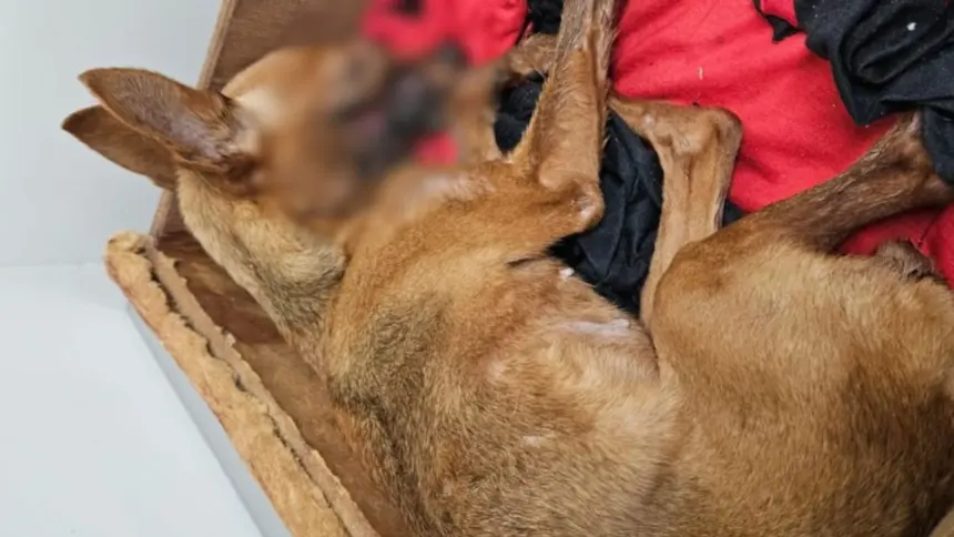 Polícia Civil prende homem por maus-tratos que resultaram na morte de cadela