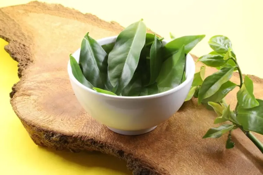 Ora-pro-nóbis: 7 motivos para incluir a planta na alimentação