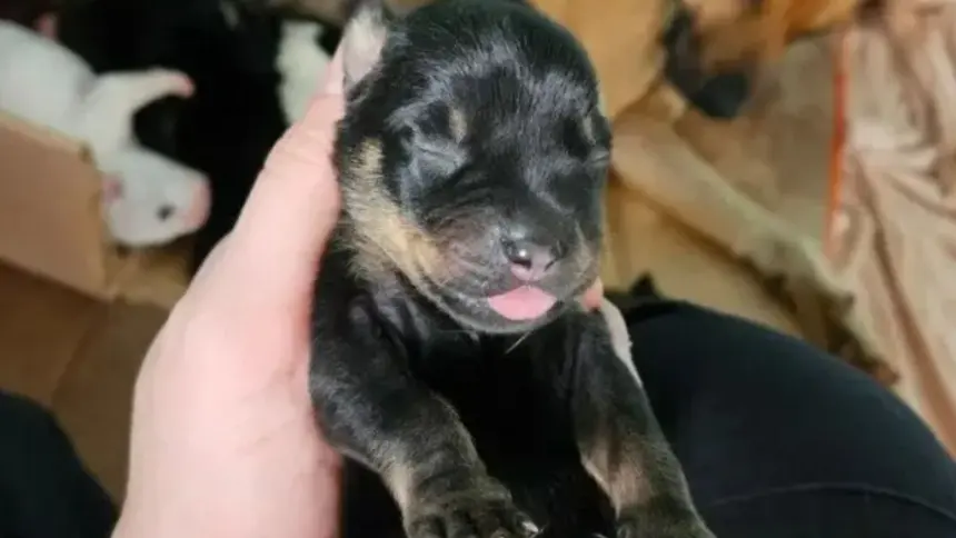 Polícia Civil prende mulher por maus-tratos animais e resgata cães e filhotes vítimas Polícia Civil prende mulher por maus-tratos animais e resgata cães e filhotes vítimas