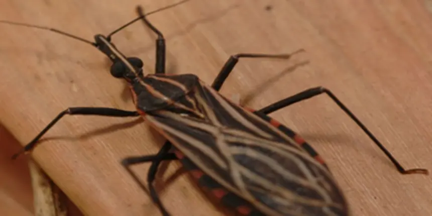 Ananindeua, no Pará, tem surto de casos da doença de Chagas