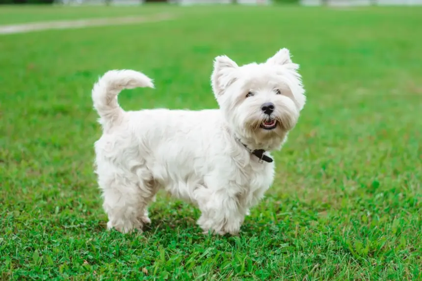 Dose de fofura: 7 raças de cachorro pequenas e brancas Dose de fofura: 7 raças de cachorro pequenas e brancas