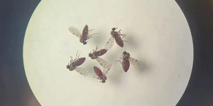 Estudo explica diferença de sintomas entre febre do Oropouche e dengue Estudo explica diferença de sintomas entre febre do Oropouche e dengue