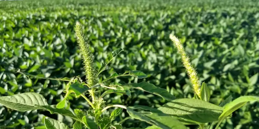 Agrodefesa previne surgimento de Amaranthus palmeri em lavouras goianas de soja