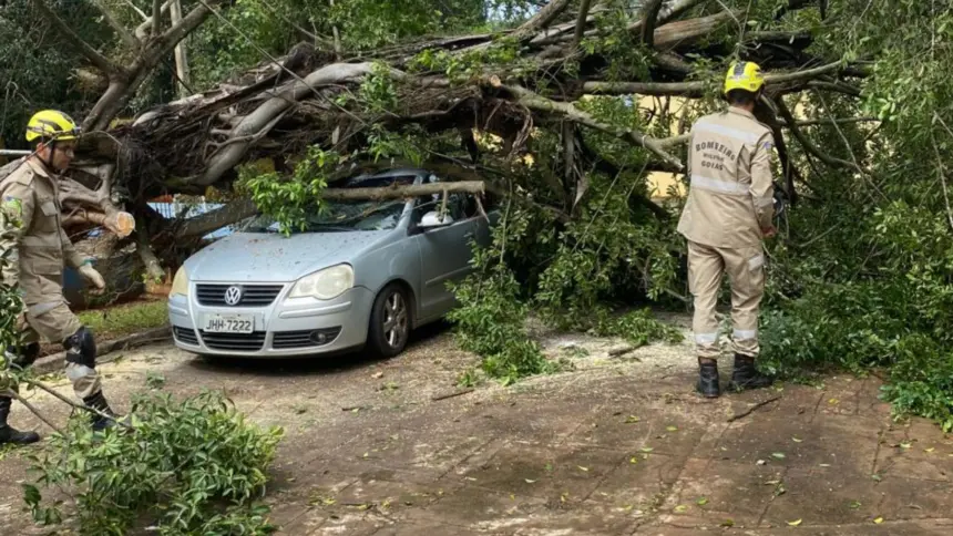 Queda de árvore atinge veículo e mobiliza Corpo de Bombeiros de Goianésia Queda de árvore atinge veículo e mobiliza Corpo de Bombeiros de Goianésia