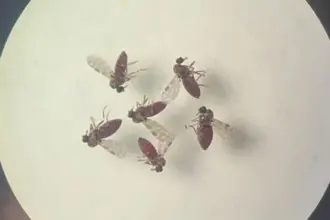 Subnotificados, casos de Oropouche atingem 2% da população brasileira