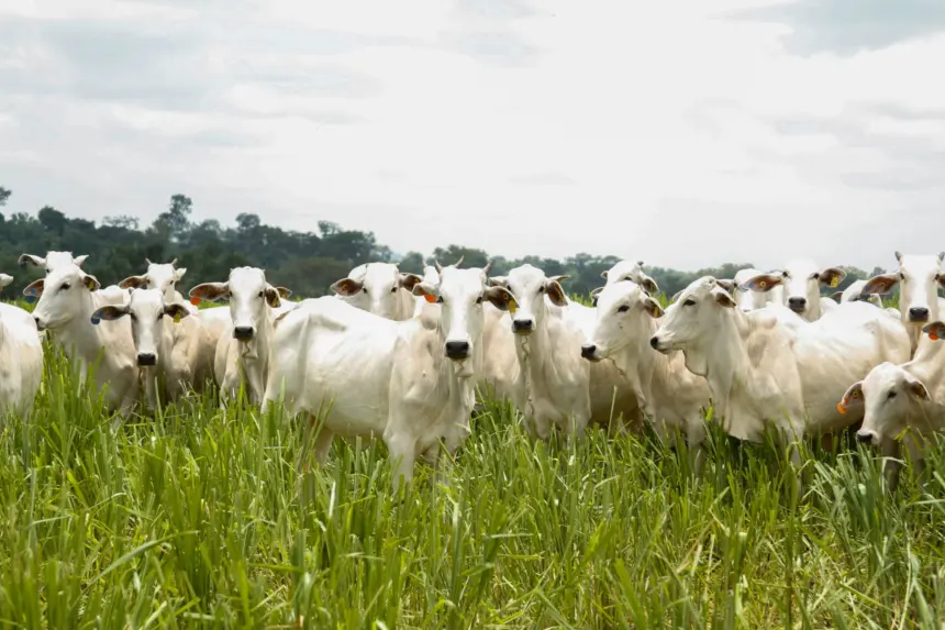 Caravana do Agro Exportador debate oportunidades para pecuária goiana no mercado internacional Caravana do Agro Exportador debate oportunidades para pecuária goiana no mercado internacional