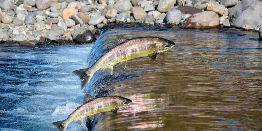 Regras que pescador precisa observar com o fim da piracema Regras que pescador precisa observar com o fim da piracema