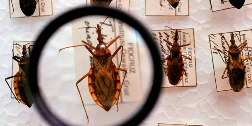 Saúde anuncia R$ 12 milhões para enfrentamento da doença de Chagas Saúde anuncia R$ 12 milhões para enfrentamento da doença de Chagas