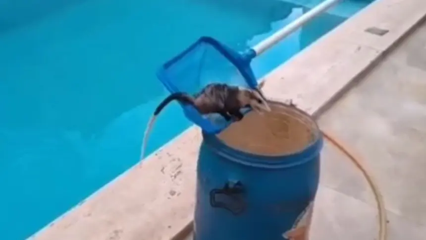 Bombeiros resgatam gambá em piscina no Bairro Carrilho, em Goianésia Bombeiros resgatam gambá em piscina no Bairro Carrilho, em Goianésia