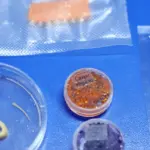 Embrapa produz em laboratório salmão, caviar e anéis de lula veganos