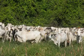Prazo para a 1ª Etapa da Declaração de Rebanho em Goiás entra na reta final