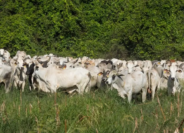 Prazo para a 1ª Etapa da Declaração de Rebanho em Goiás entra na reta final