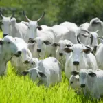 Semana de Combate e Prevenção à Brucelose Bovina começa dia 25