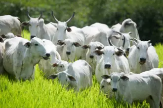Semana de Combate e Prevenção à Brucelose Bovina começa dia 25