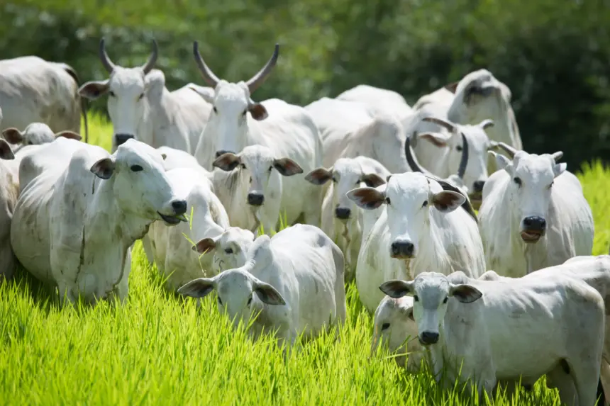 Semana de Combate e Prevenção à Brucelose Bovina começa dia 25