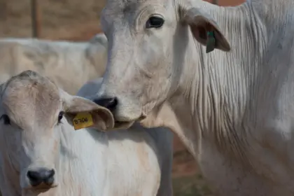 Agrodefesa prorroga prazo da Declaração de Rebanho até 10 de junho em Goiás