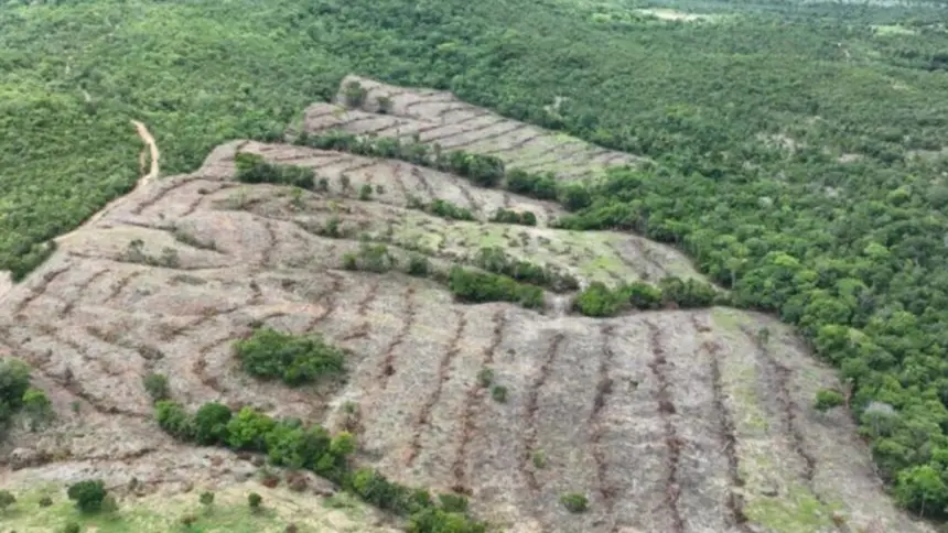 Desmatamento em Goiás cai 44%, aponta Mapbiomas Desmatamento em Goiás cai 44%, aponta Mapbiomas