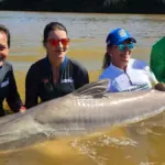 Pesca em Goiás tem novas regras; Confira o que muda