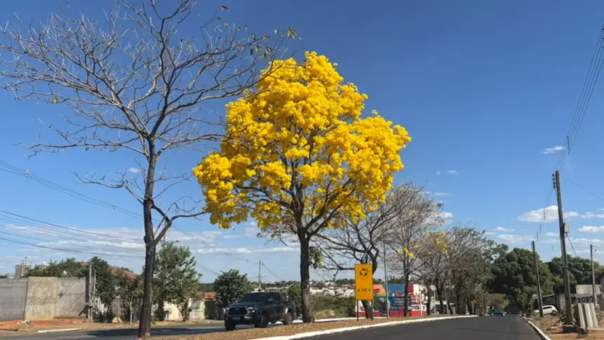 Ipês floridos transformam avenidas de Goianésia em cenário de beleza