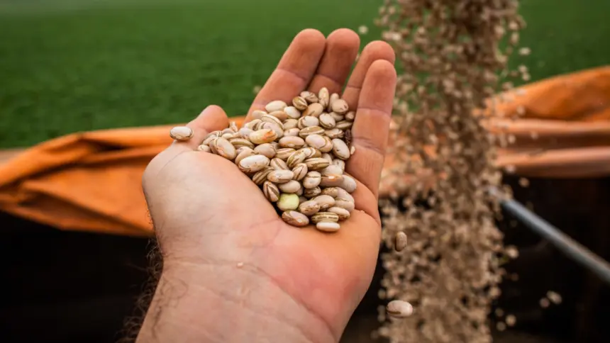 Produção goiana de feijão consolida segundo lugar em produtividade no Brasil
