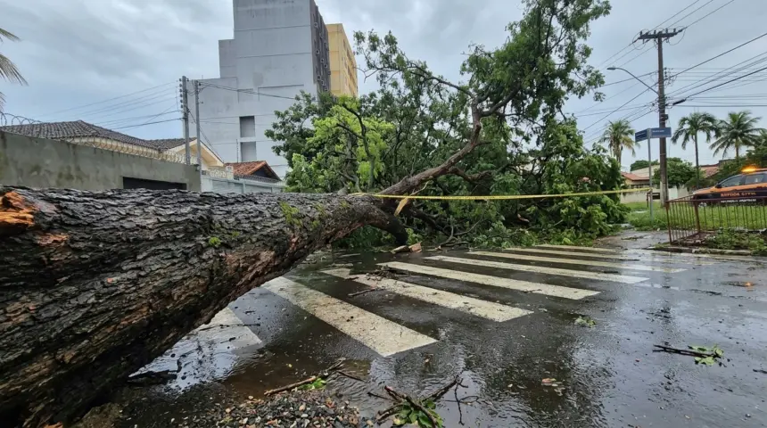 Chuva forte causa queda de árvores e mobiliza Defesa Civil em Anápolis